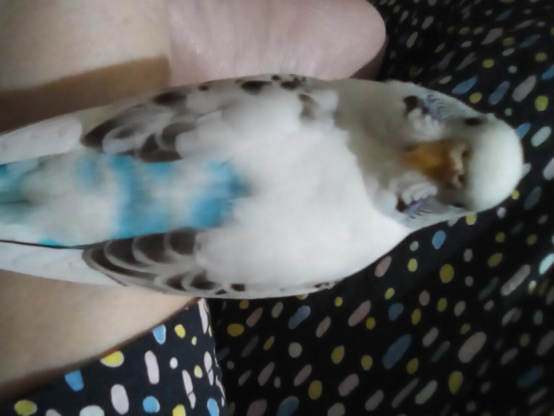 ぴこちゃん ぴこちゃん