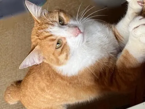 かぎしっぽの茶トラ白の猫を探してます