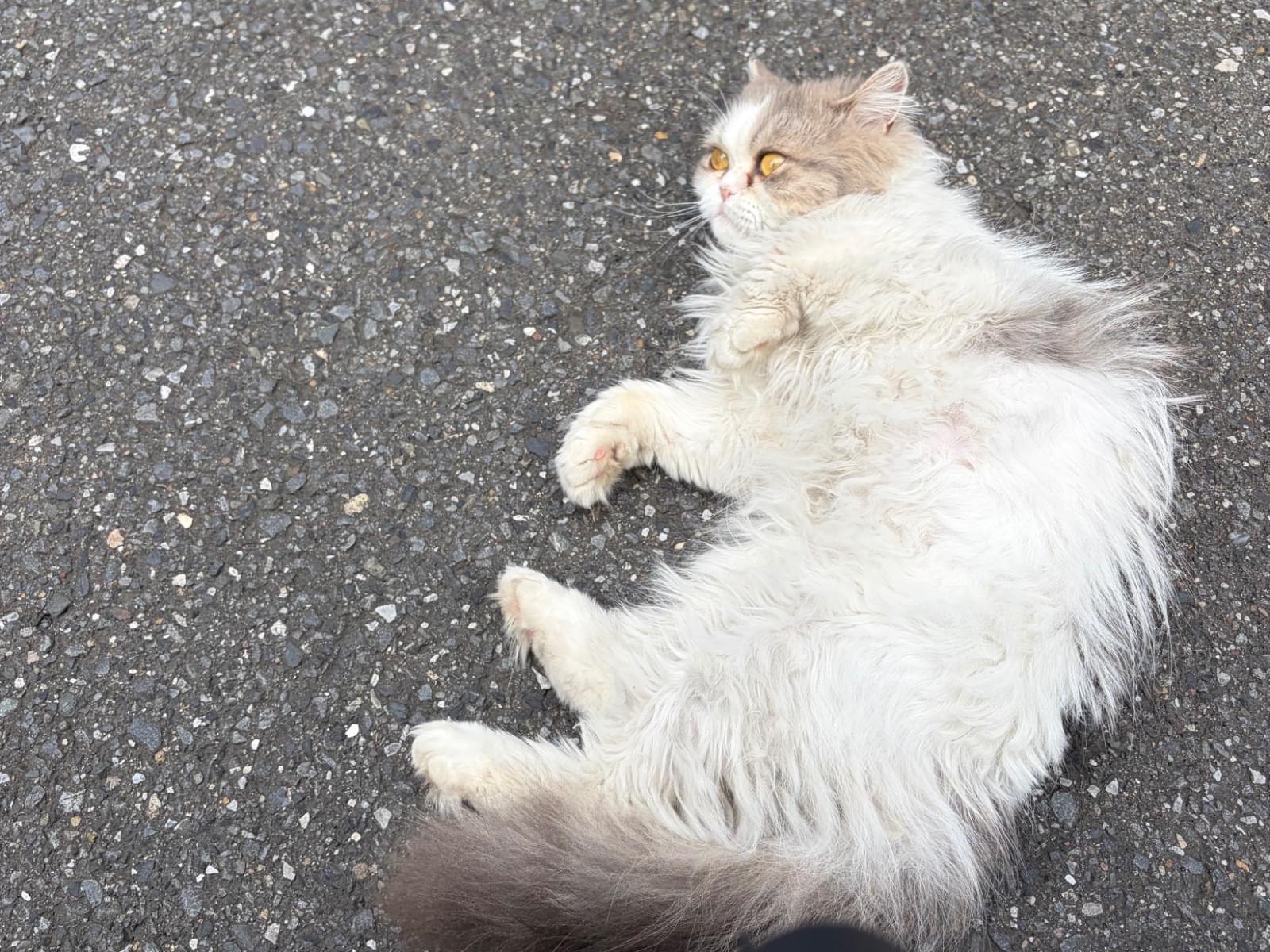 目撃された猫