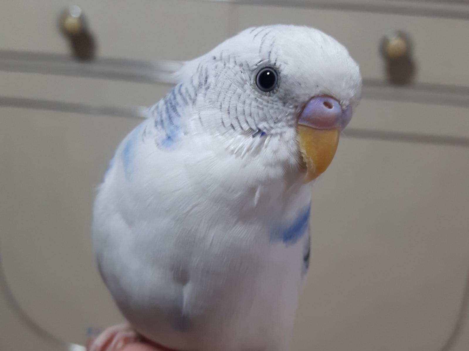 ぴーちゃん ぴーちゃん