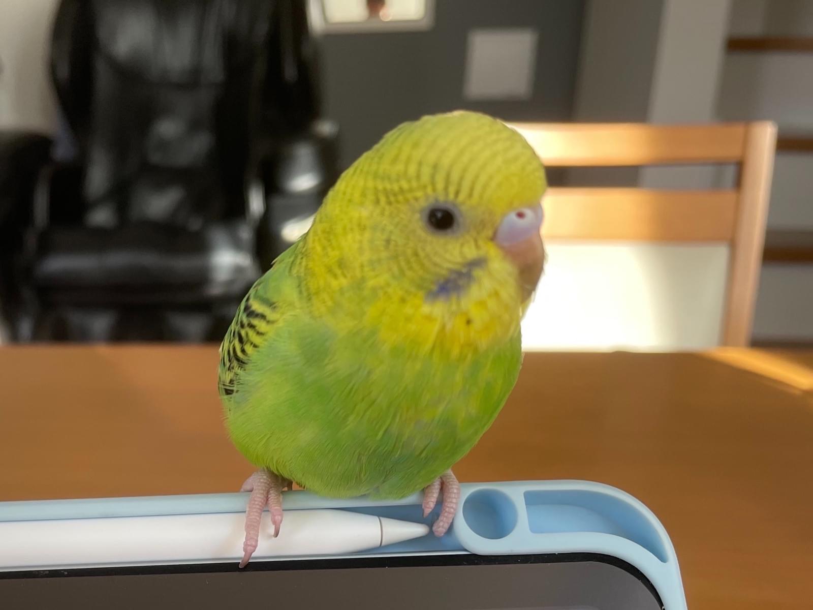 BBちゃん BBちゃん