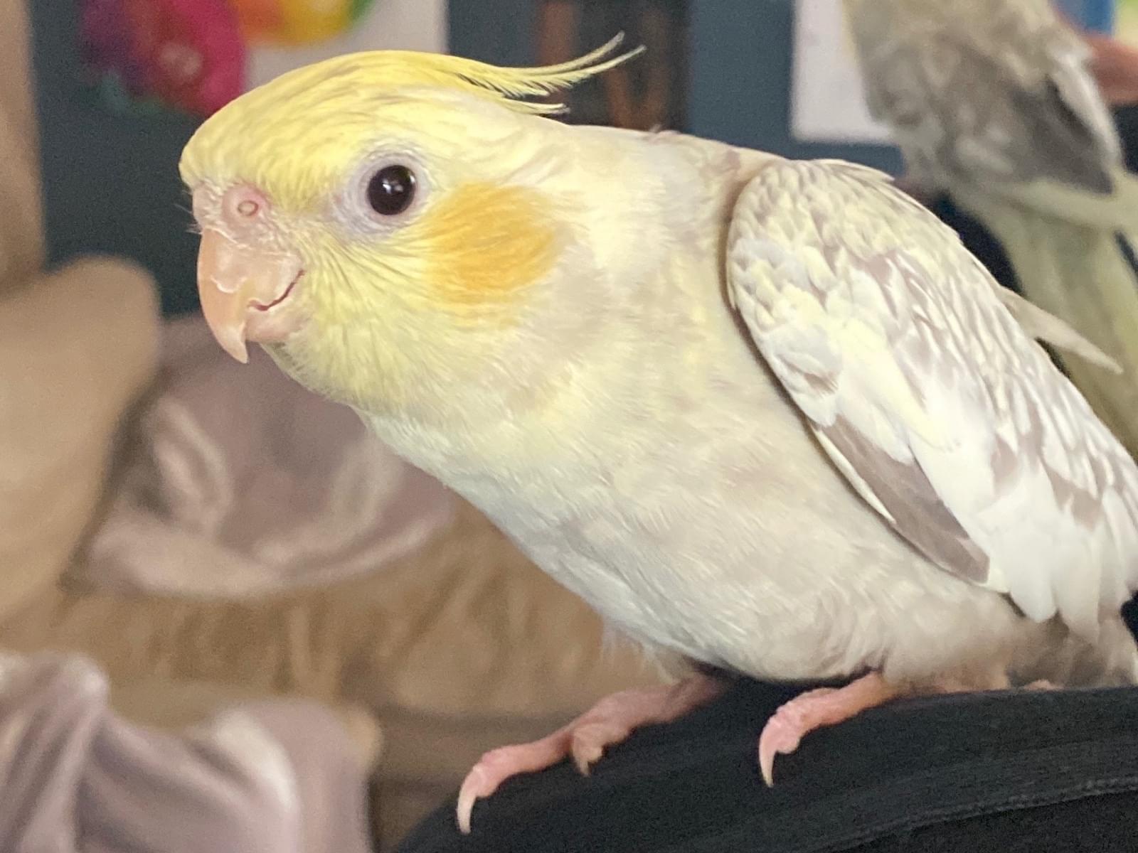 さんちゃん さんちゃん