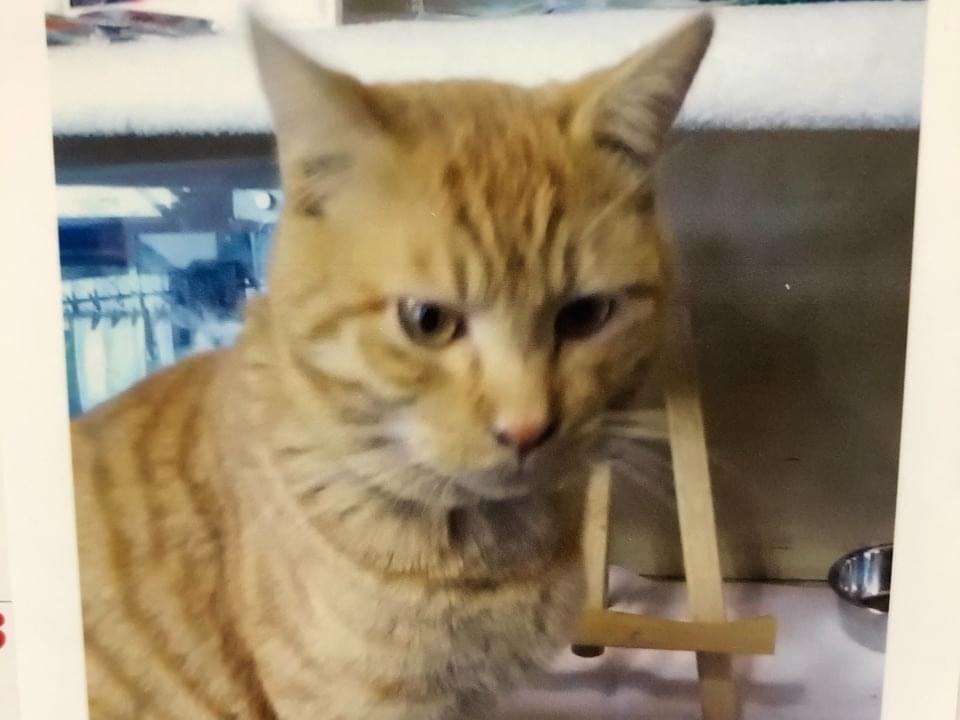コトラちゃん コトラちゃん