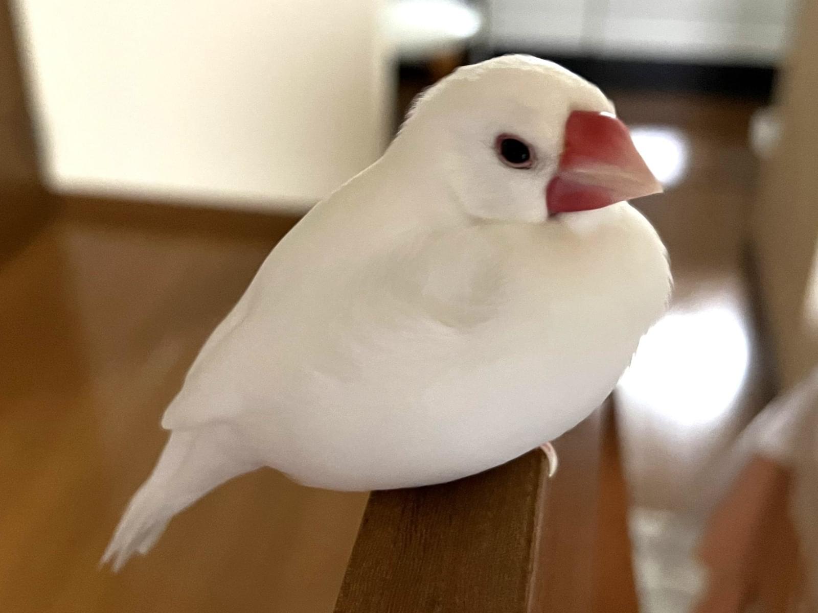 レンちゃん レンちゃん