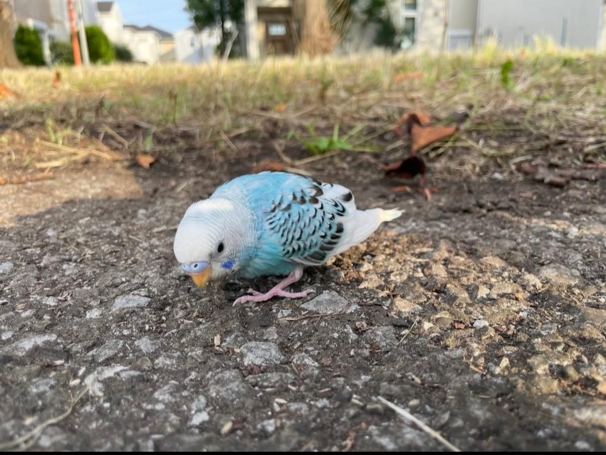 保護された鳥 保護された鳥