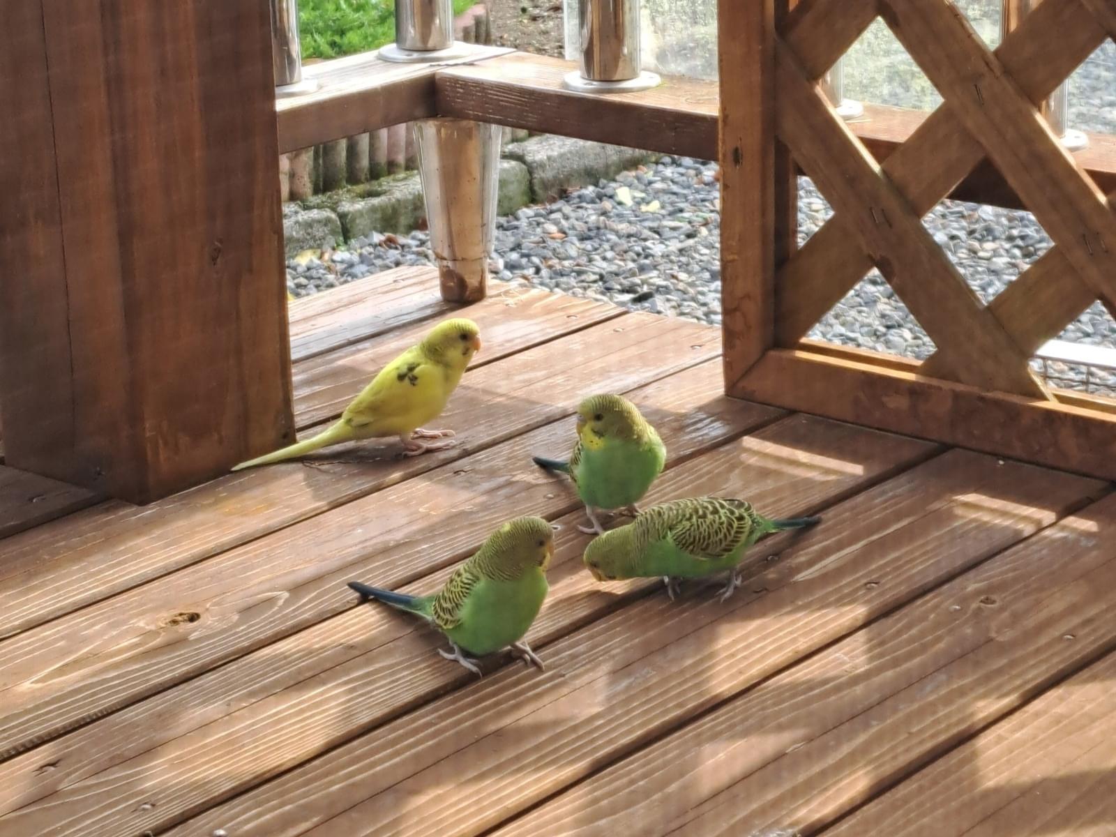目撃された鳥 目撃された鳥