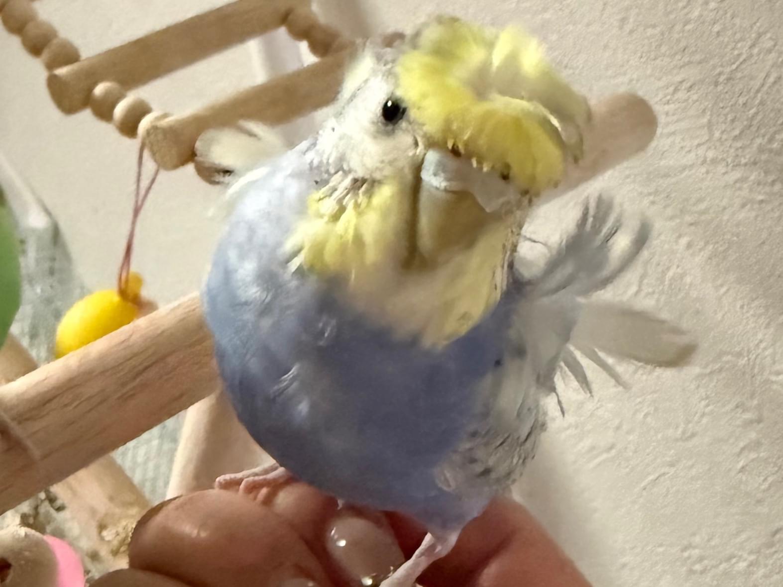 はなびちゃん