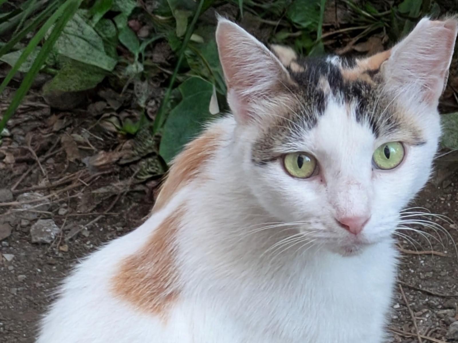 目撃された猫 目撃された猫