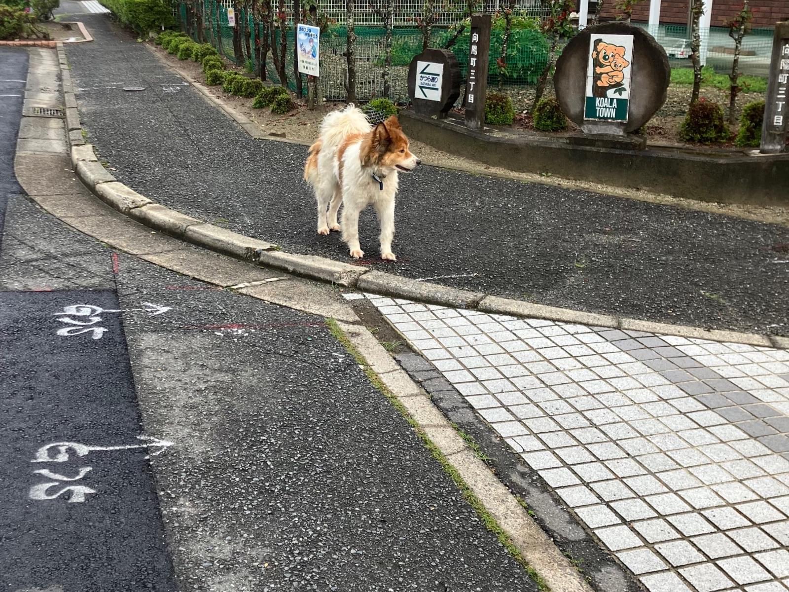 目撃された犬 目撃された犬