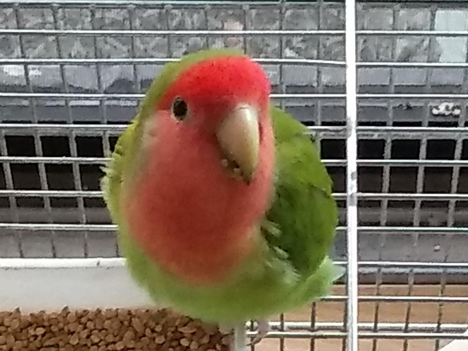 みどりちゃん みどりちゃん