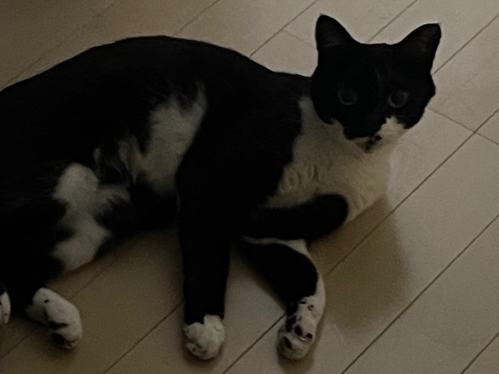こふくちゃん こふくちゃん