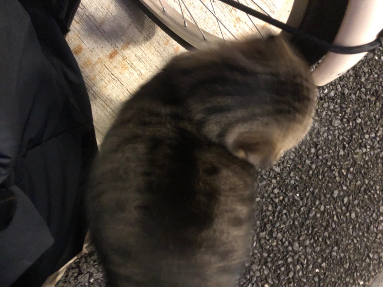 目撃された猫 目撃された猫