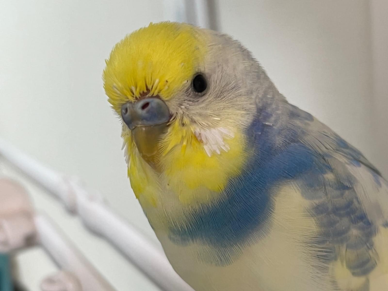ハルちゃん ハルちゃん