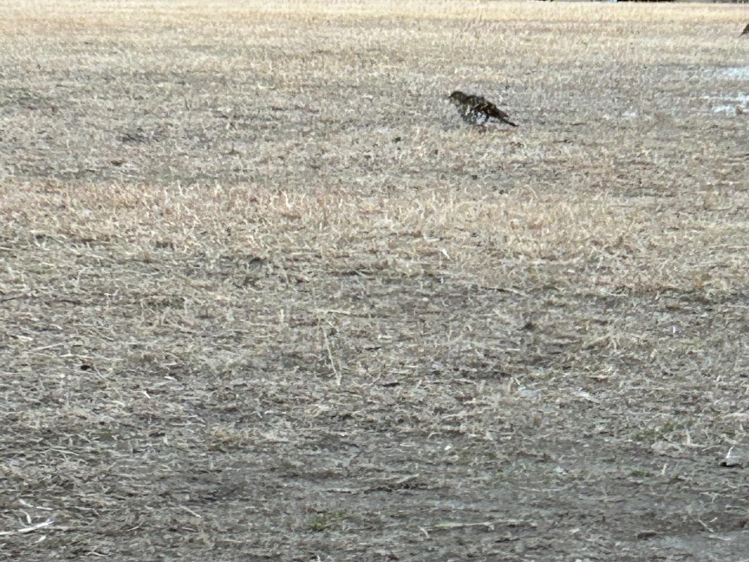 目撃された鳥 目撃された鳥