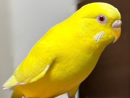 黄色いセキセイインコの「ハッピー」ちゃん 黄色いセキセイインコの「ハッピー」ちゃん