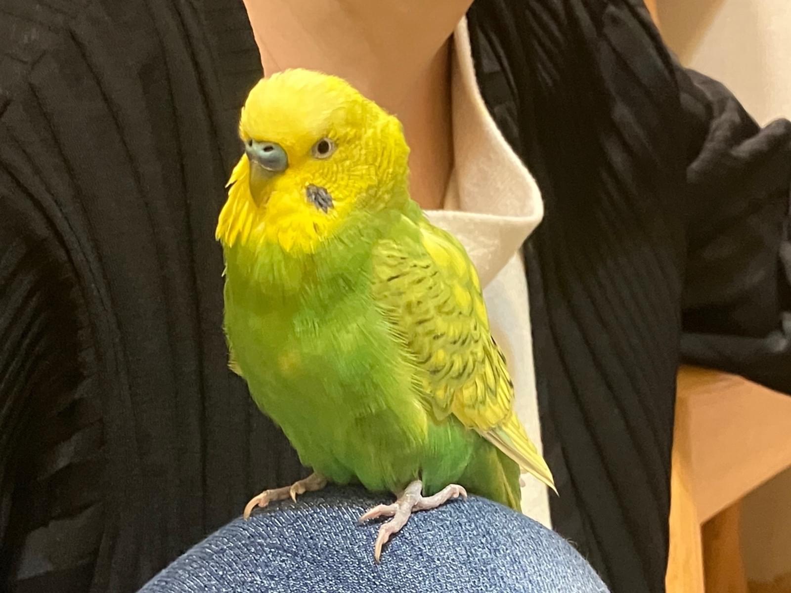 テンちゃん テンちゃん