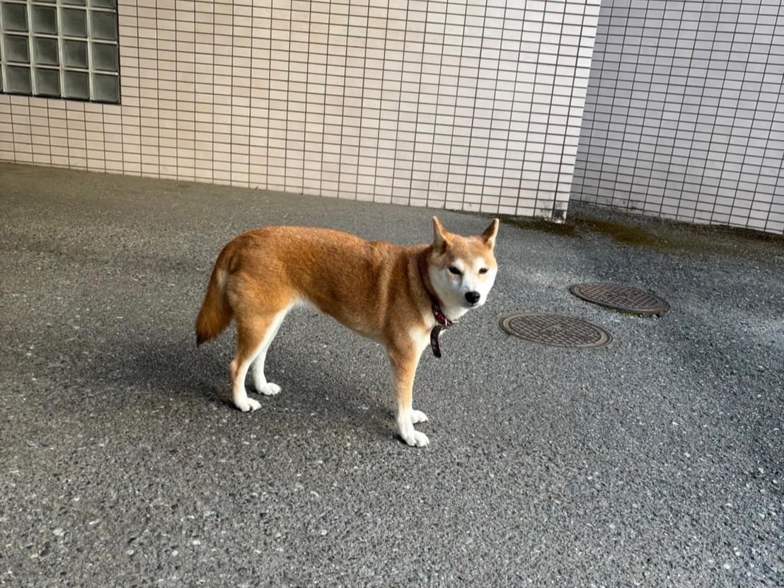 目撃された犬 目撃された犬