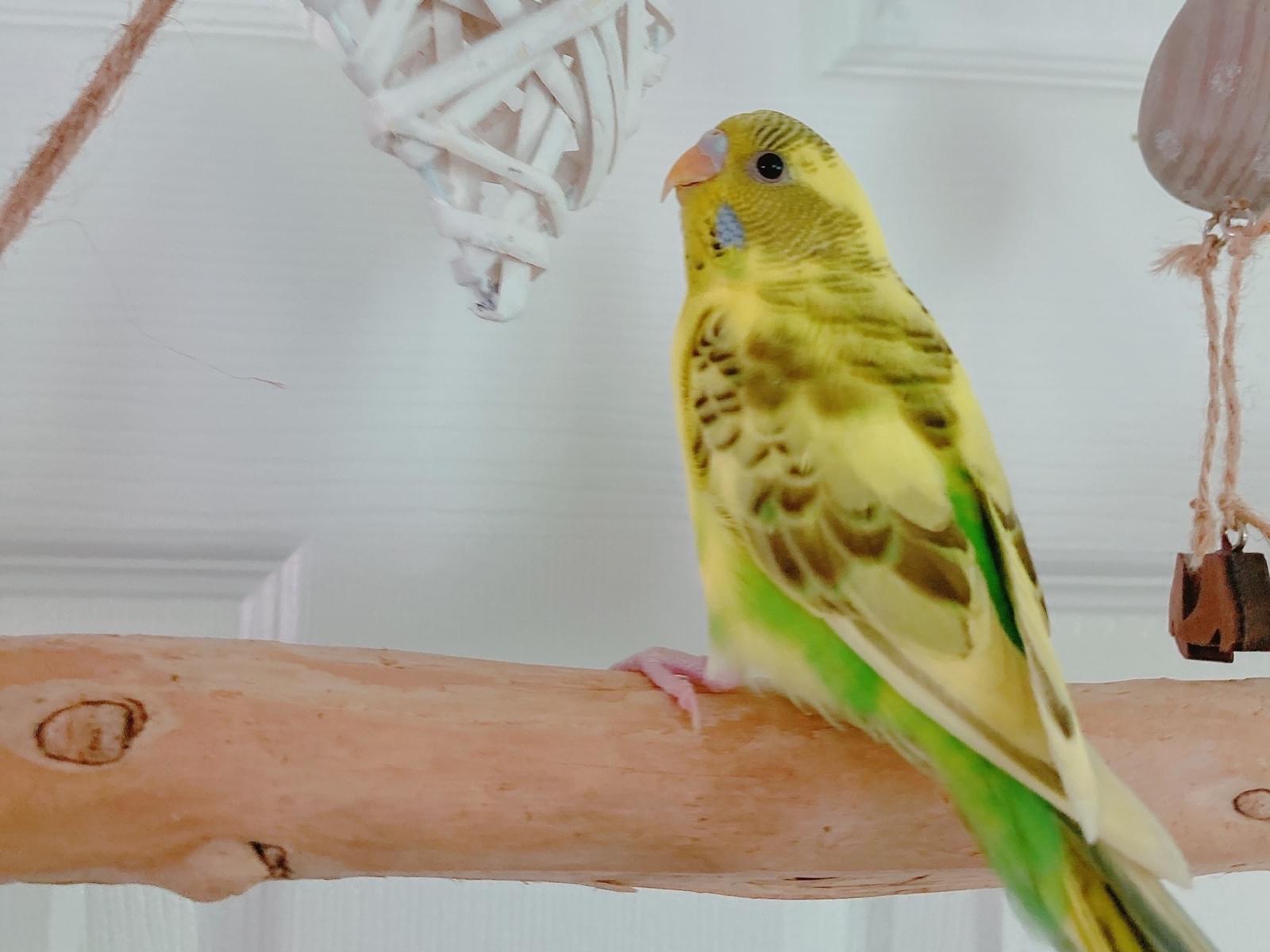 保護された鳥 保護された鳥