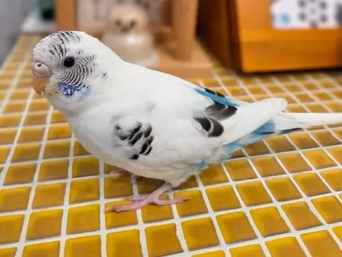 23☆セキセイインコ☆白ハルクイン☆実物大 23☆セキセイインコ☆白ハルクイン☆実物大