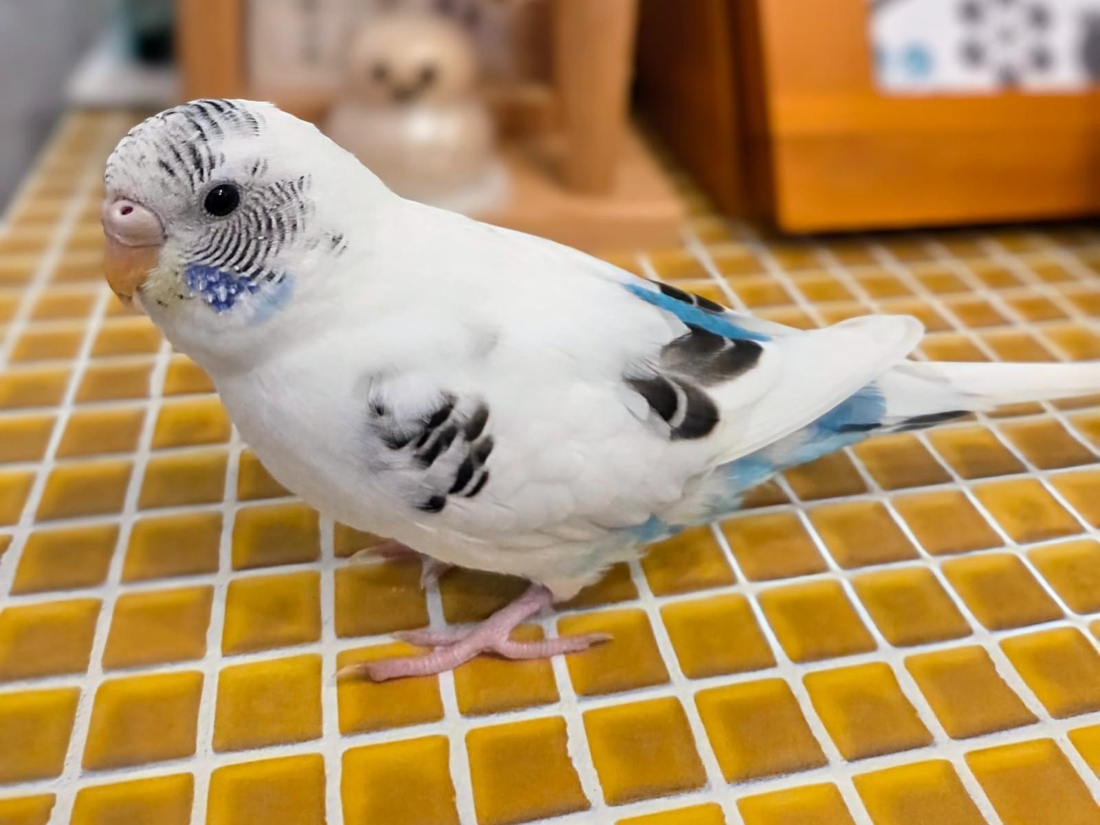 保護された鳥 保護された鳥