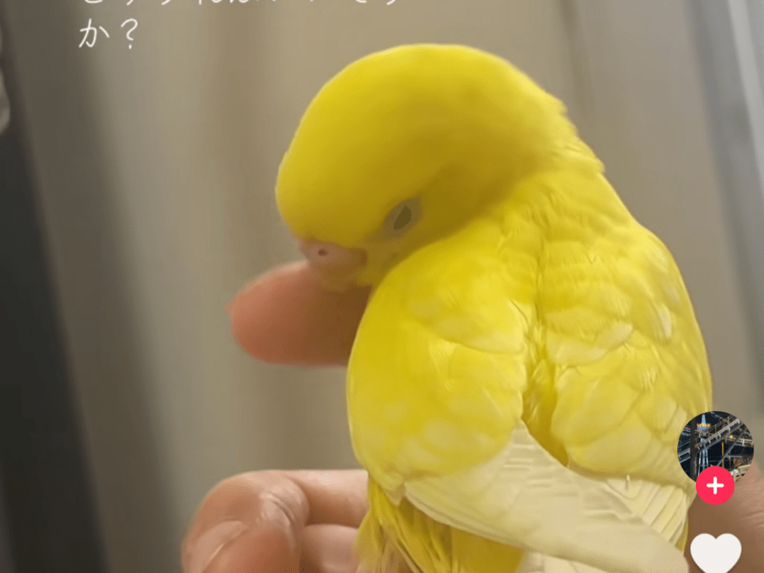 目撃された鳥 目撃された鳥