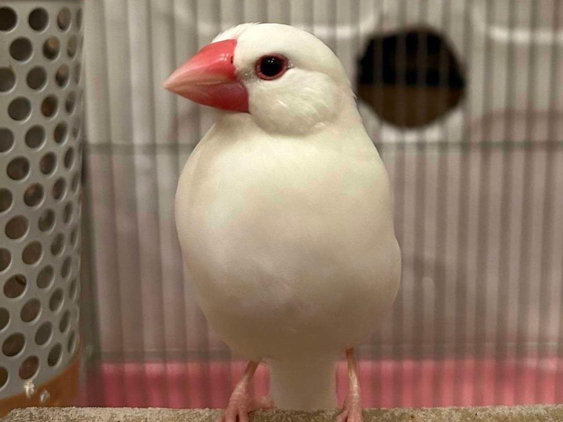 もちちゃん