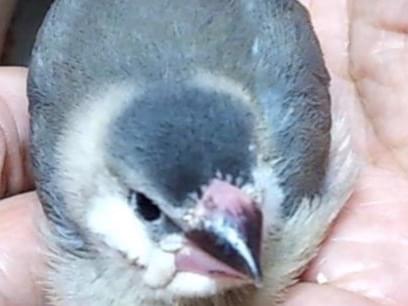ぶんちゃん ぶんちゃん