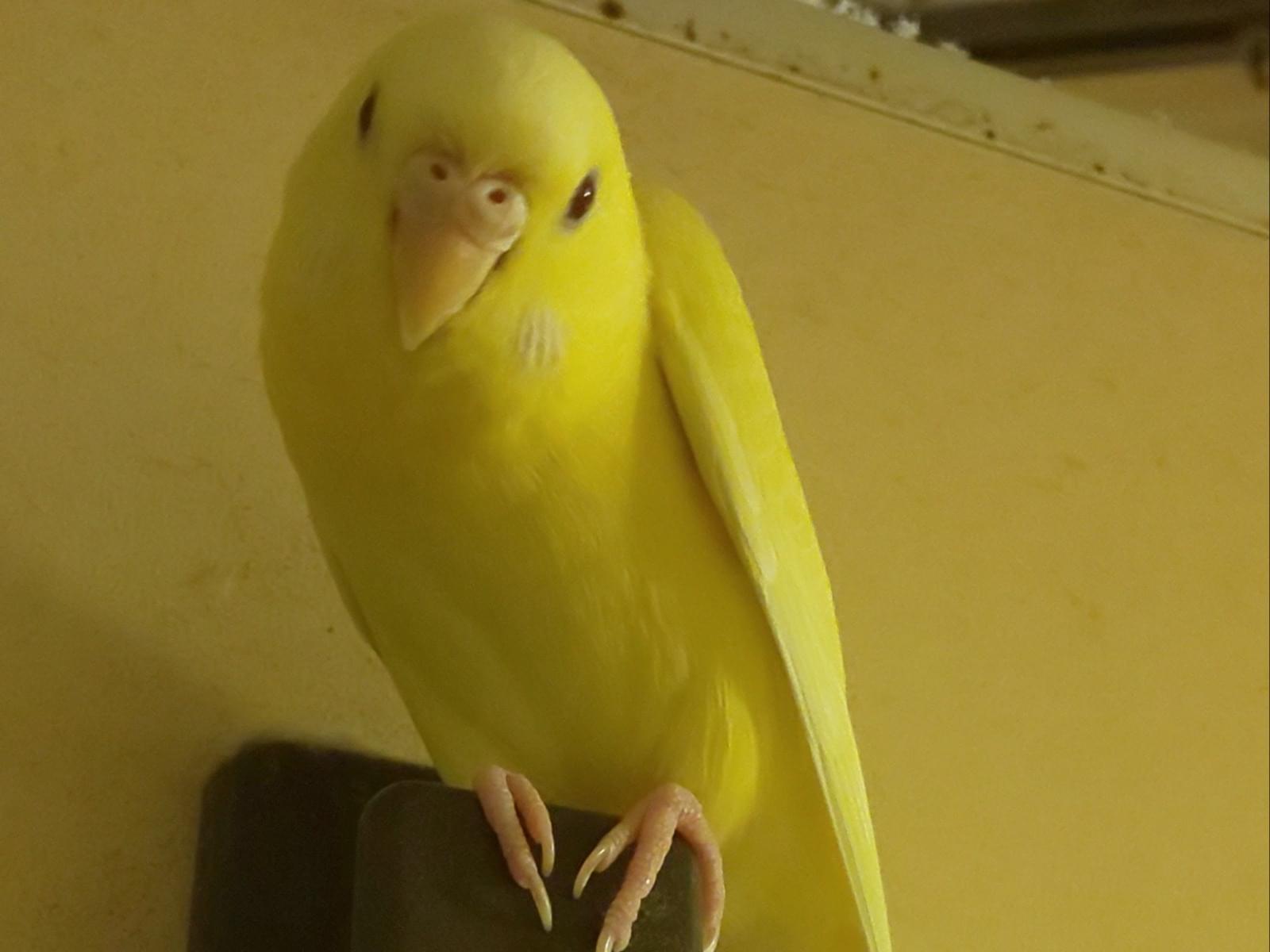 リリちゃん リリちゃん
