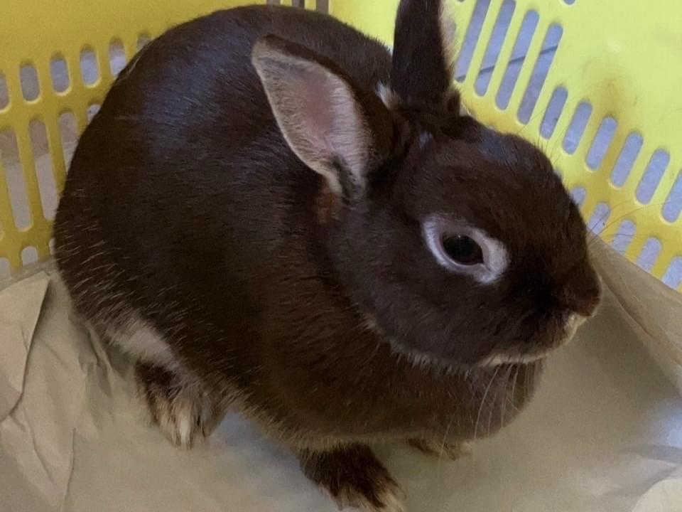保護されたペット 保護されたペット