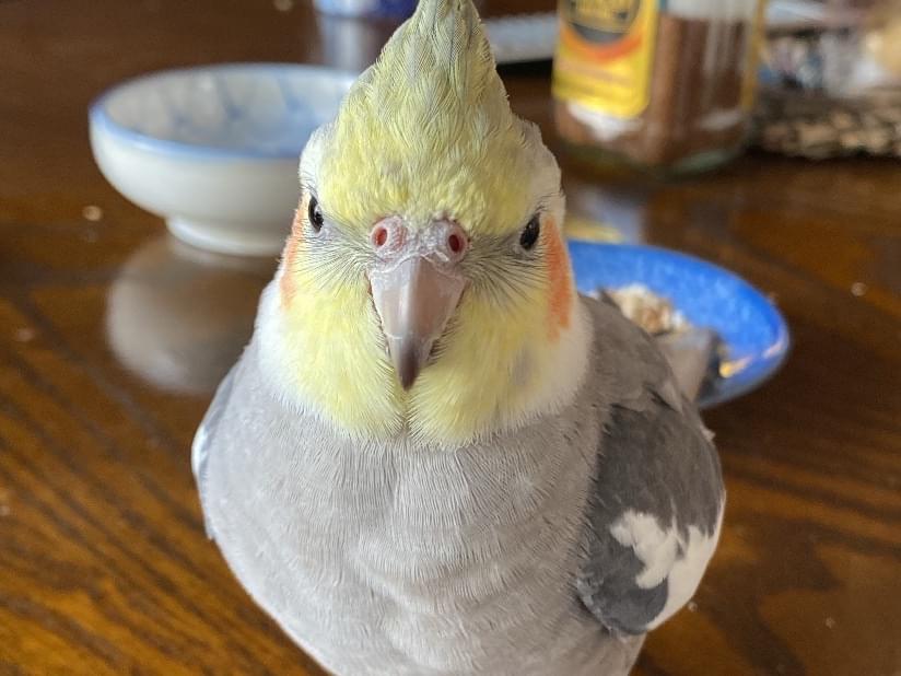 とうふちゃん とうふちゃん