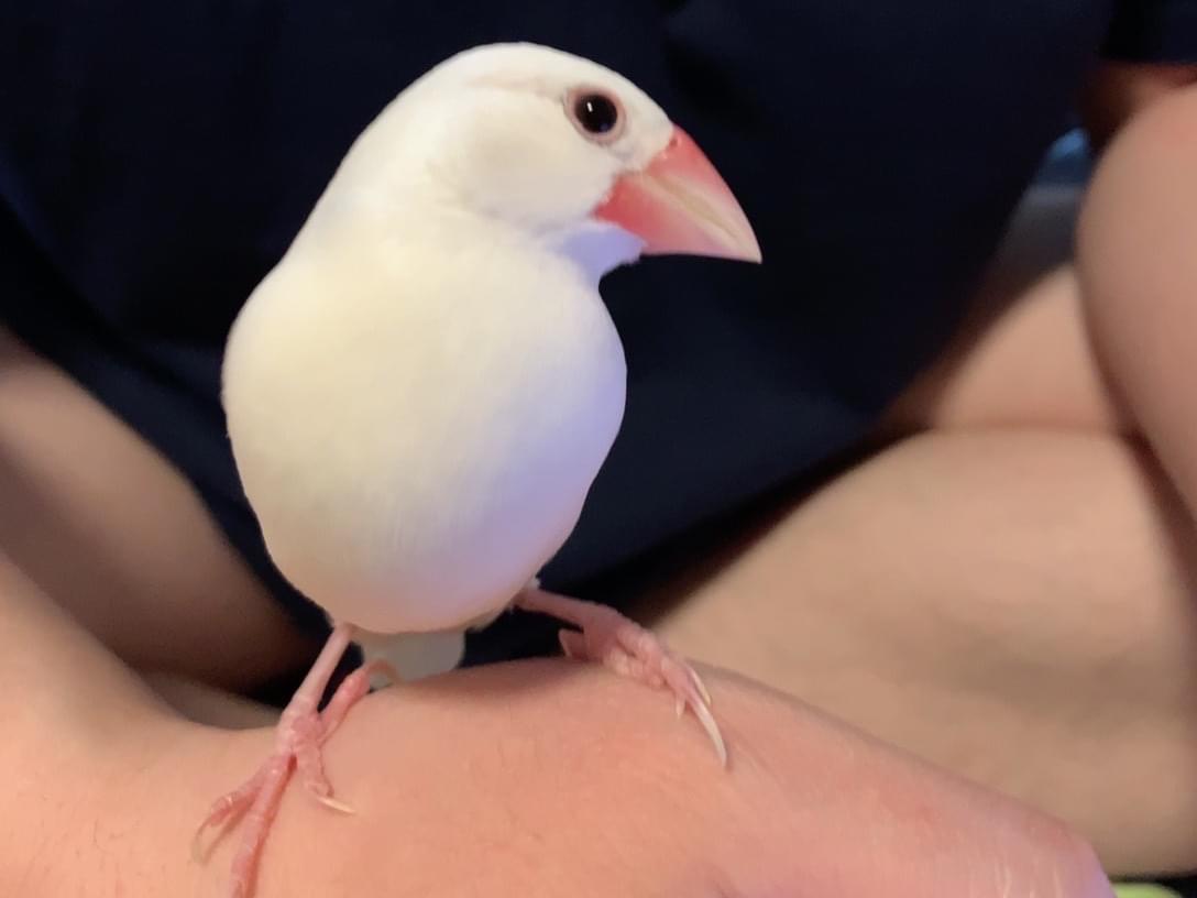 リンちゃん リンちゃん
