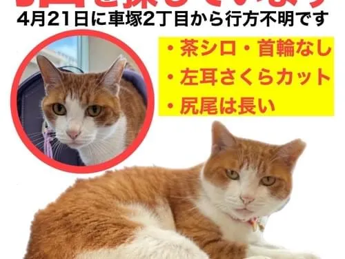 左耳桜カットの茶白のメス猫を探しています