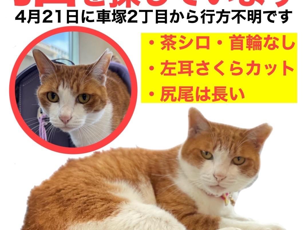 ことみちゃん