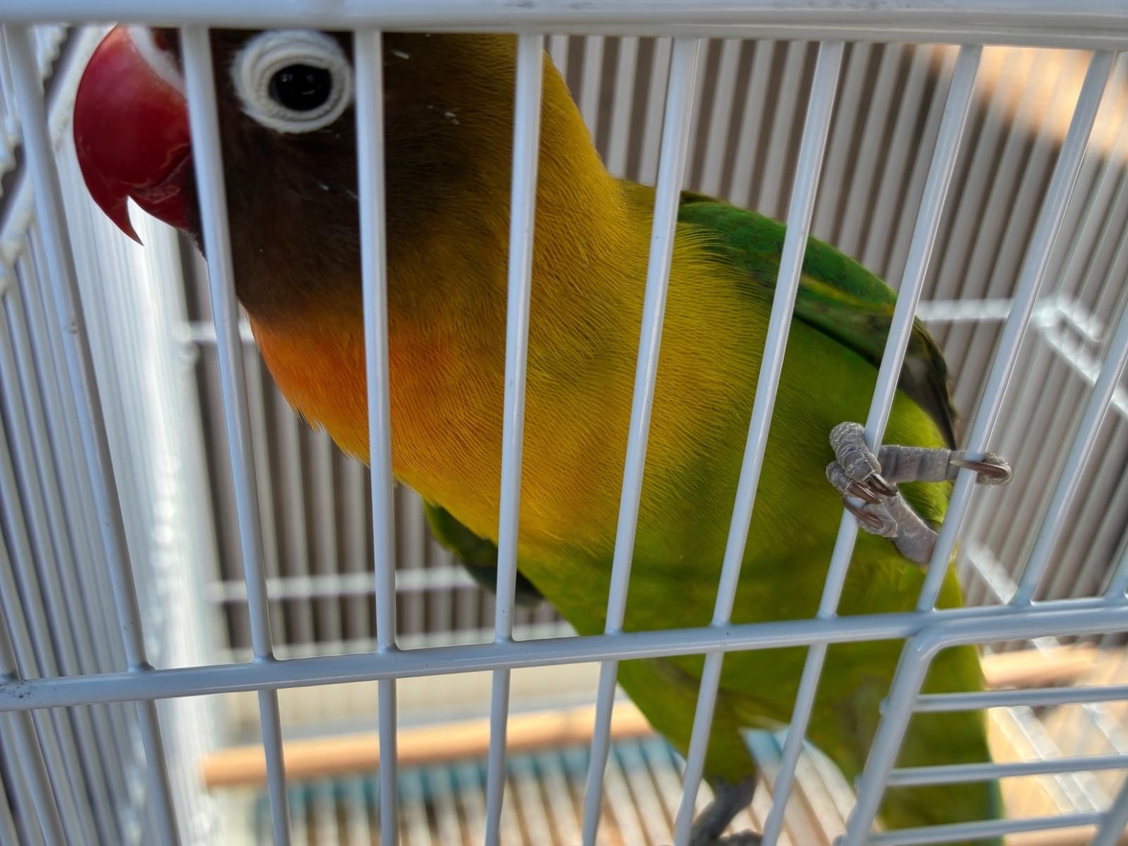 保護された鳥 保護された鳥