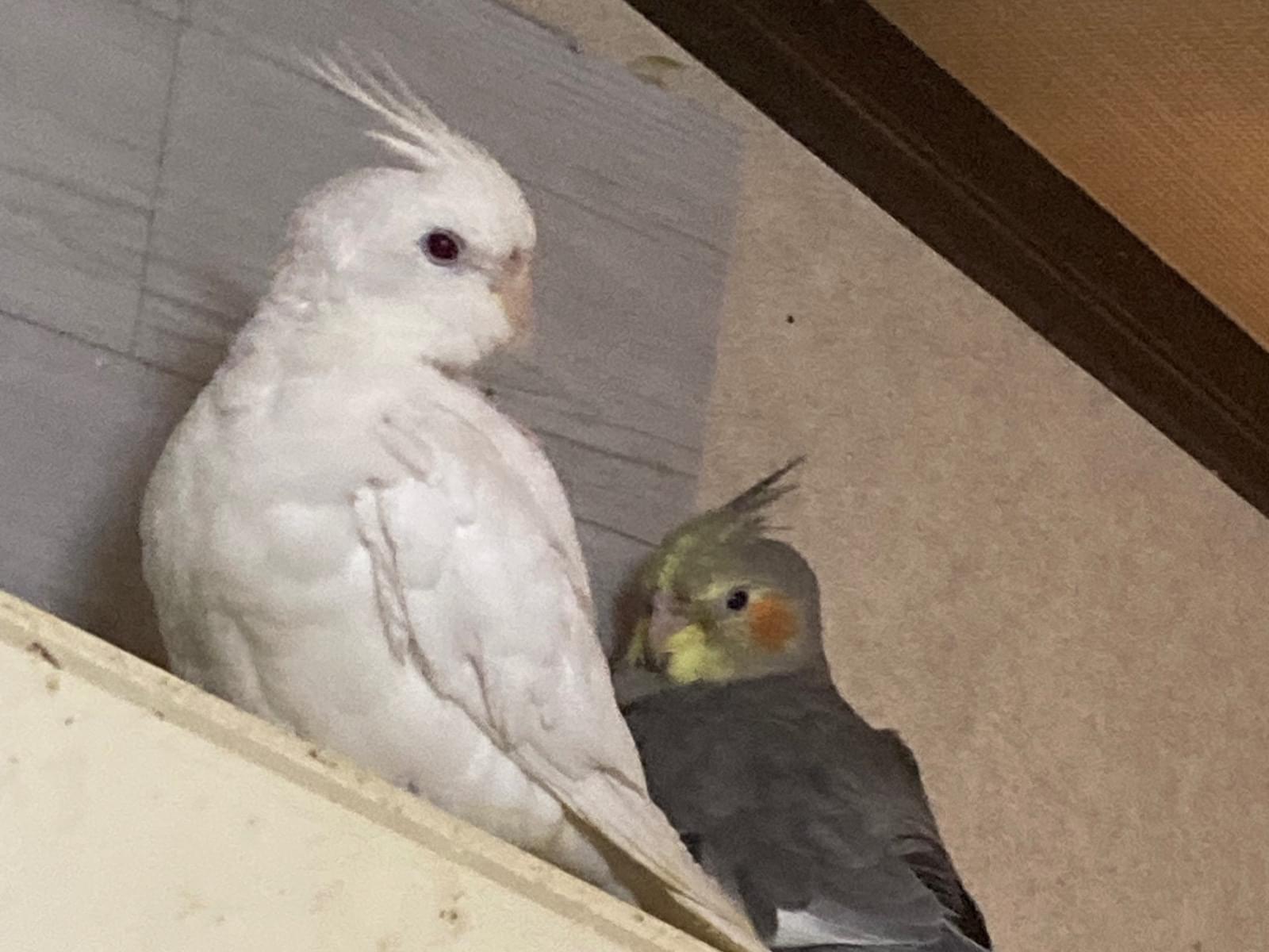 マヨちゃん マヨちゃん