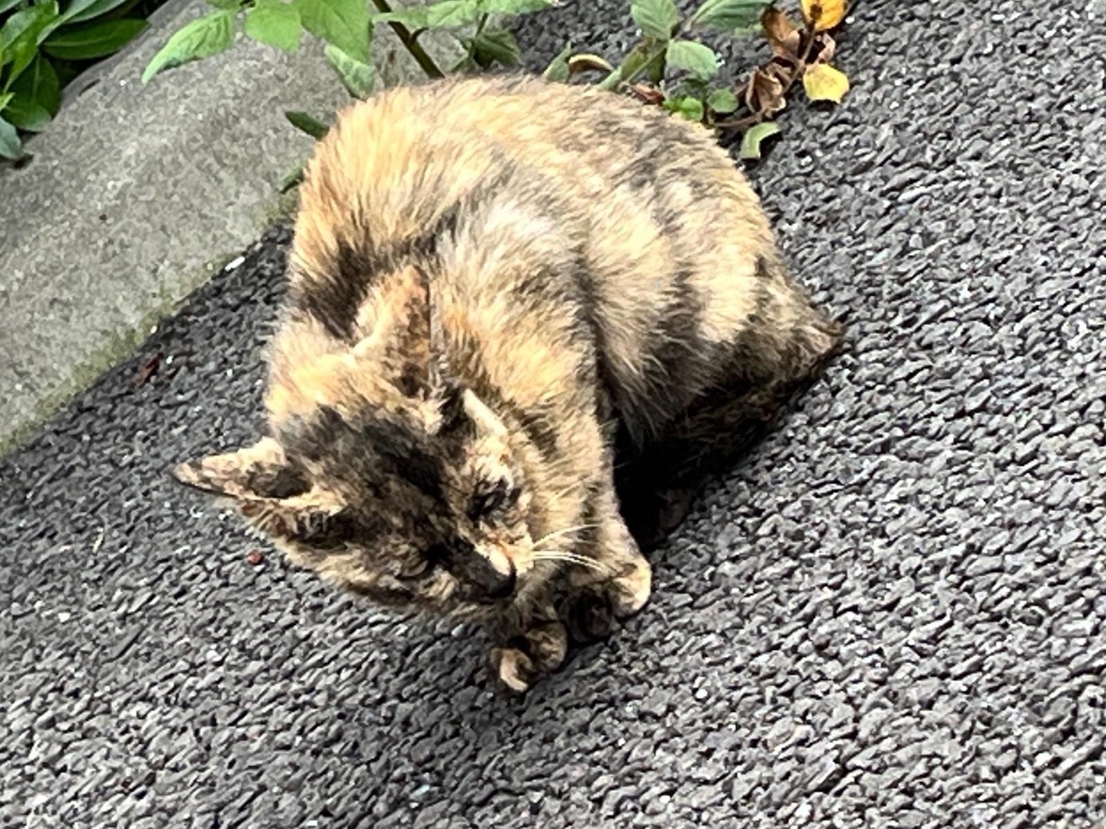 目撃された猫 目撃された猫