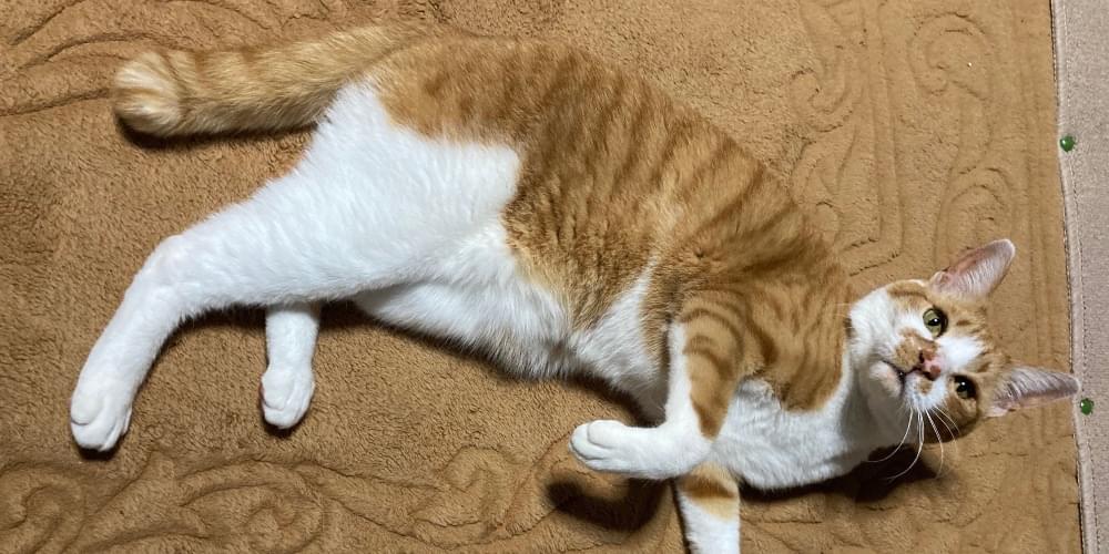 確認画像　白い猫　　入札❌️ u0i0rwf.jpg