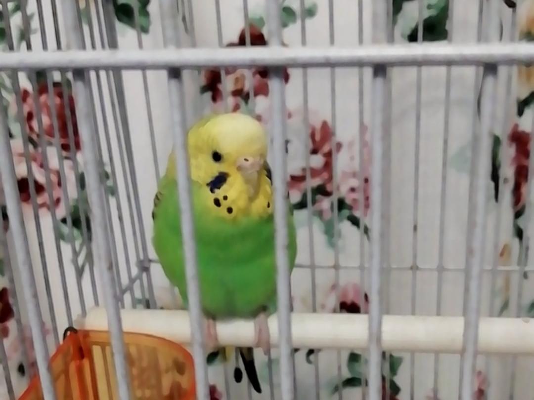 保護された鳥 保護された鳥