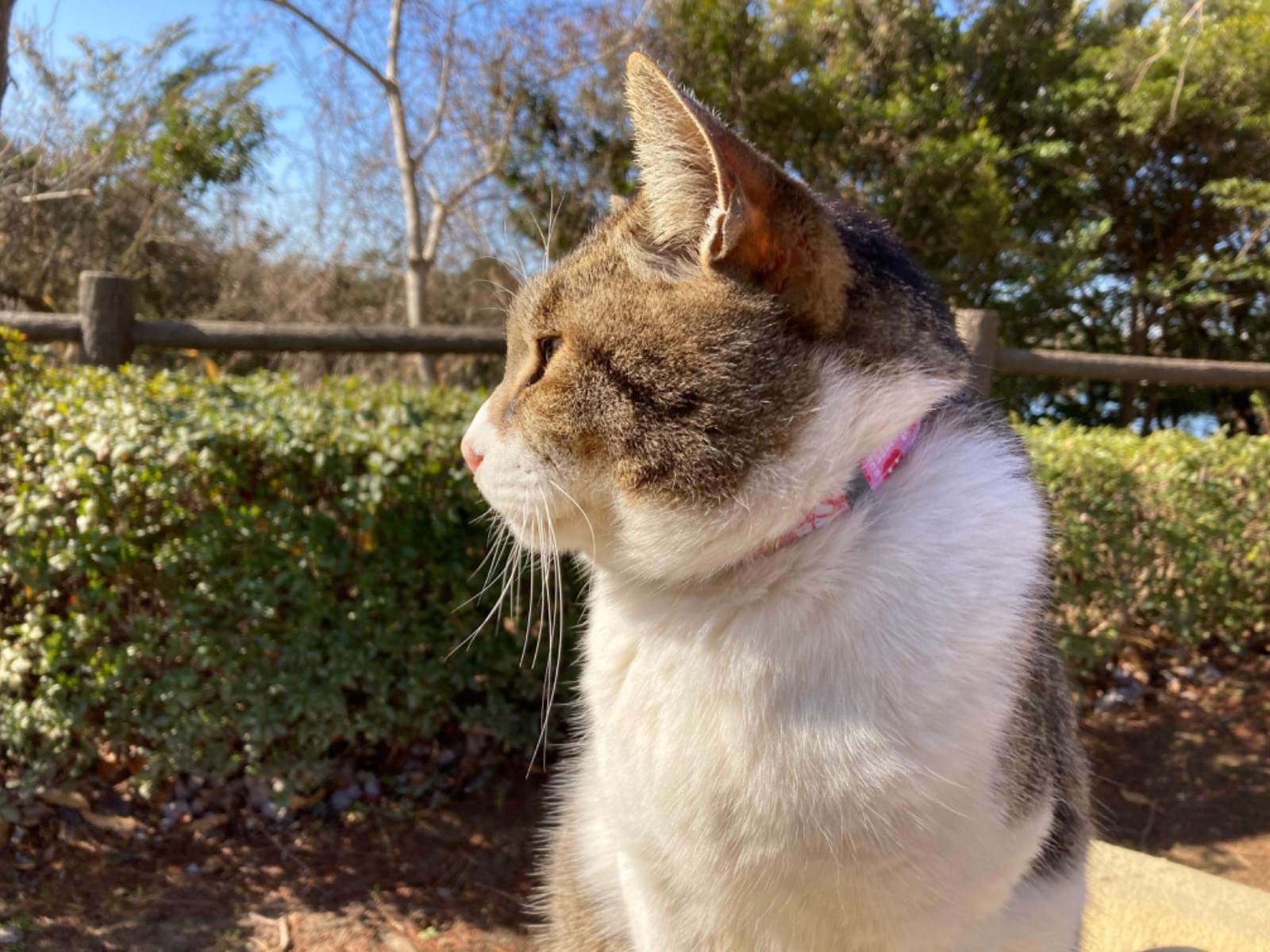 目撃された猫 目撃された猫