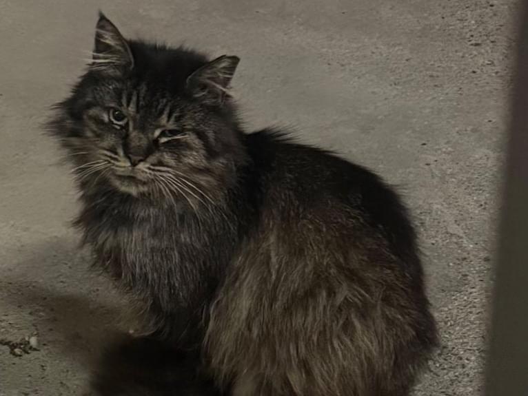 目撃された猫