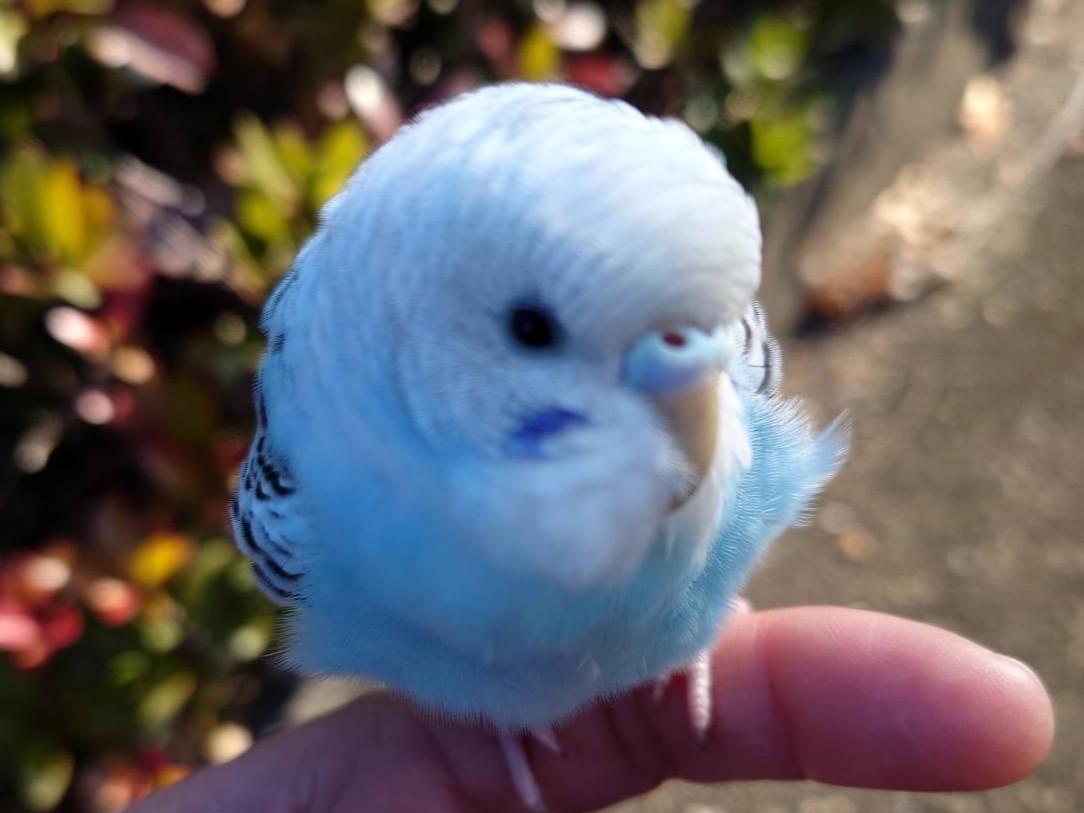 保護された鳥 保護された鳥