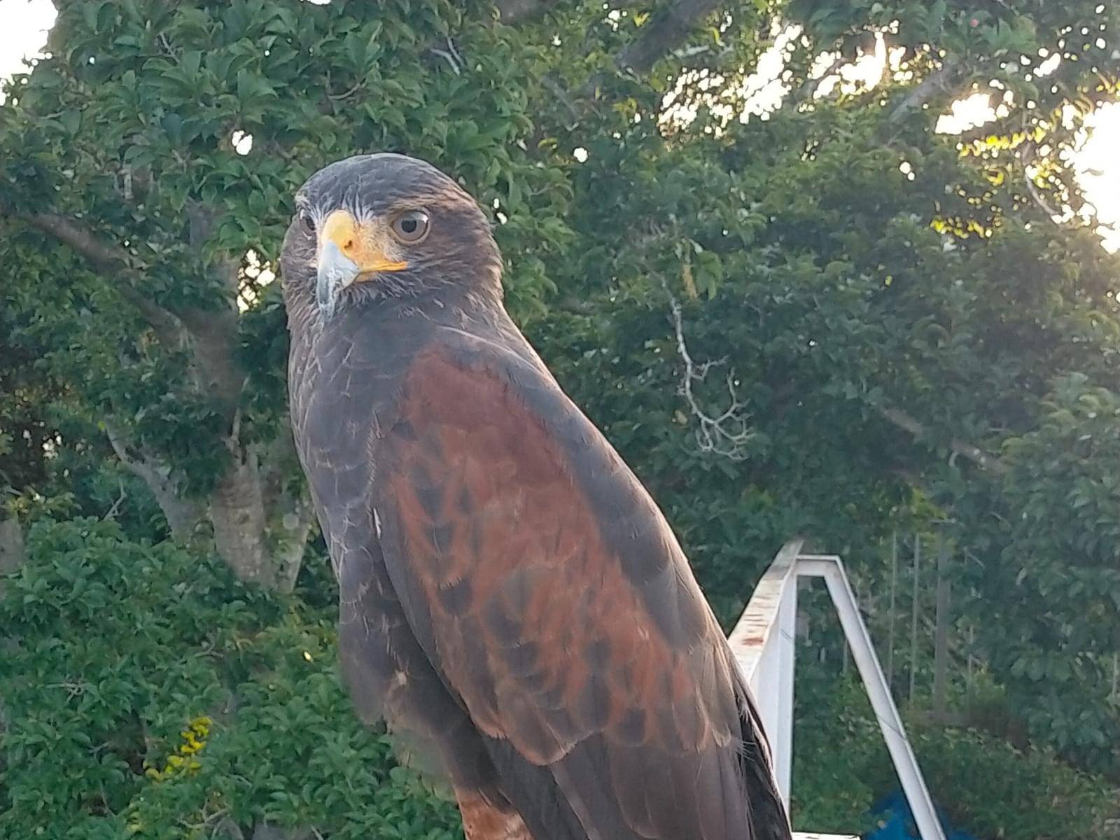 目撃された鳥 目撃された鳥