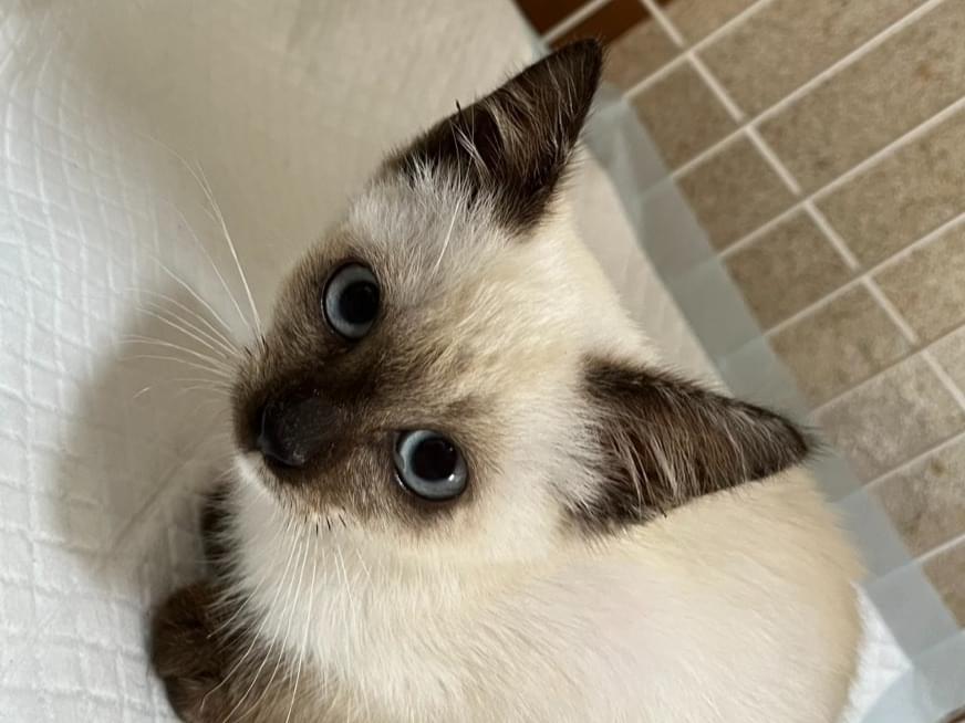 保護された猫 保護された猫