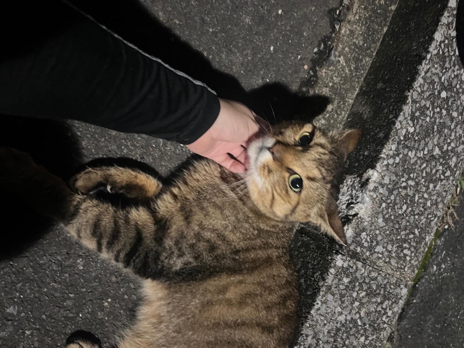 目撃された猫 目撃された猫