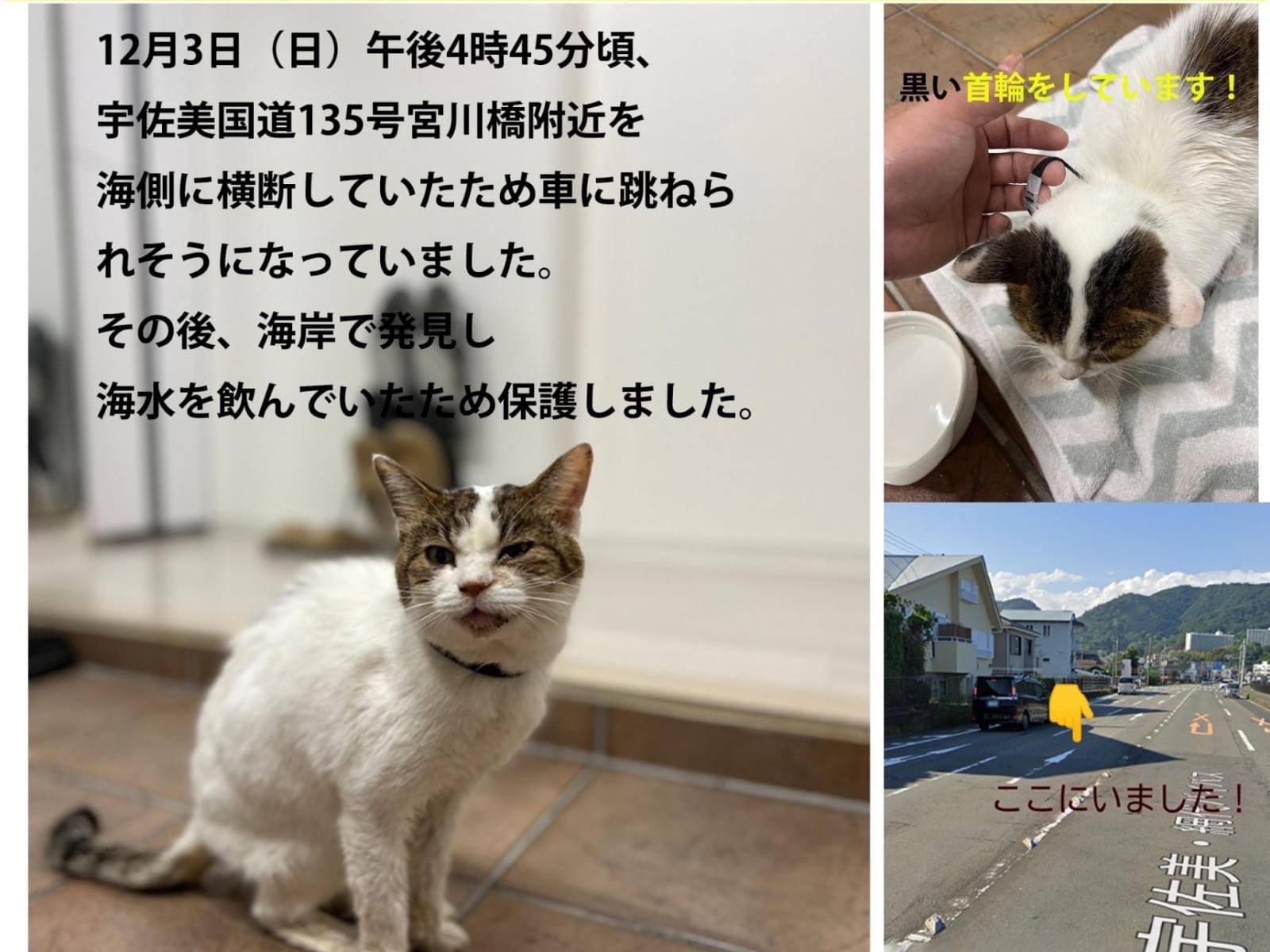 保護された猫 保護された猫