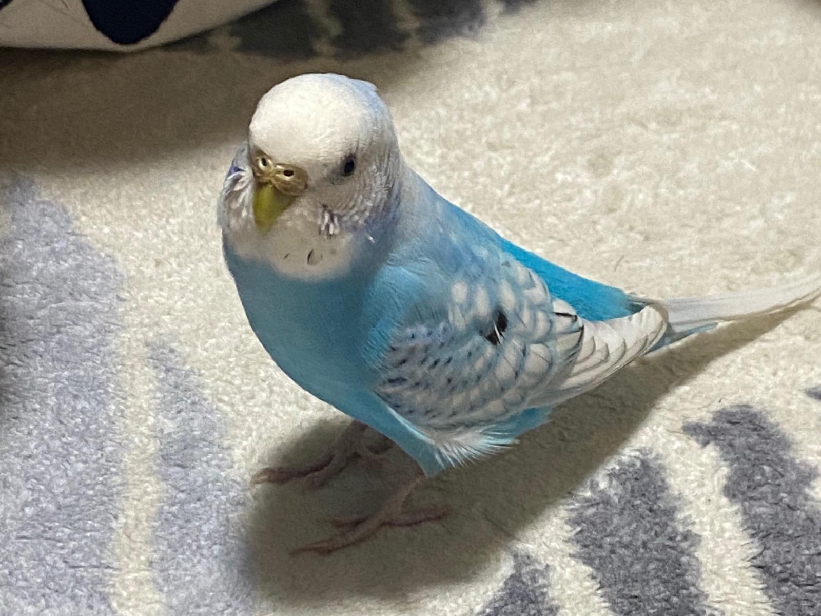 くうちゃん くうちゃん