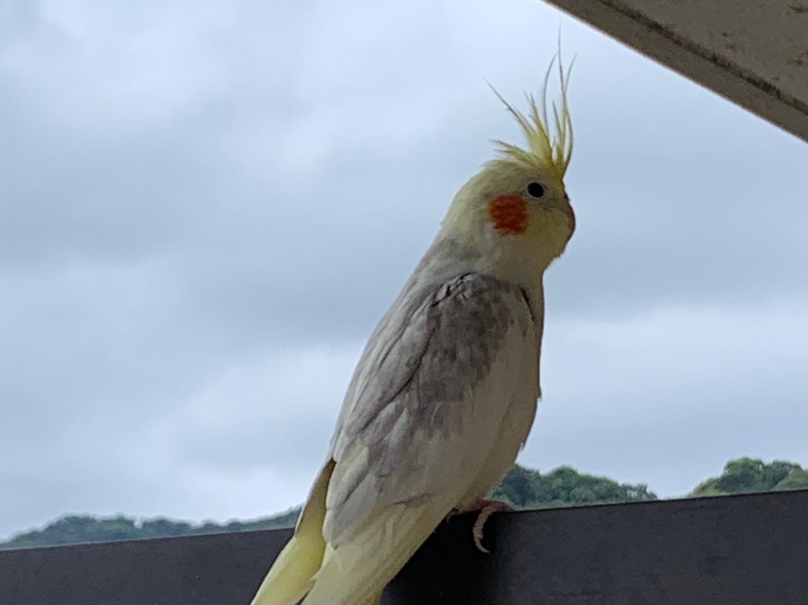 目撃された鳥 目撃された鳥