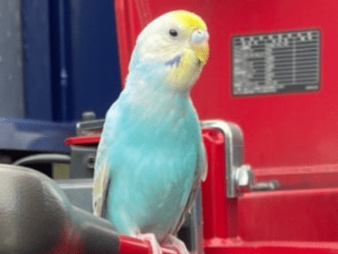 保護された鳥 保護された鳥