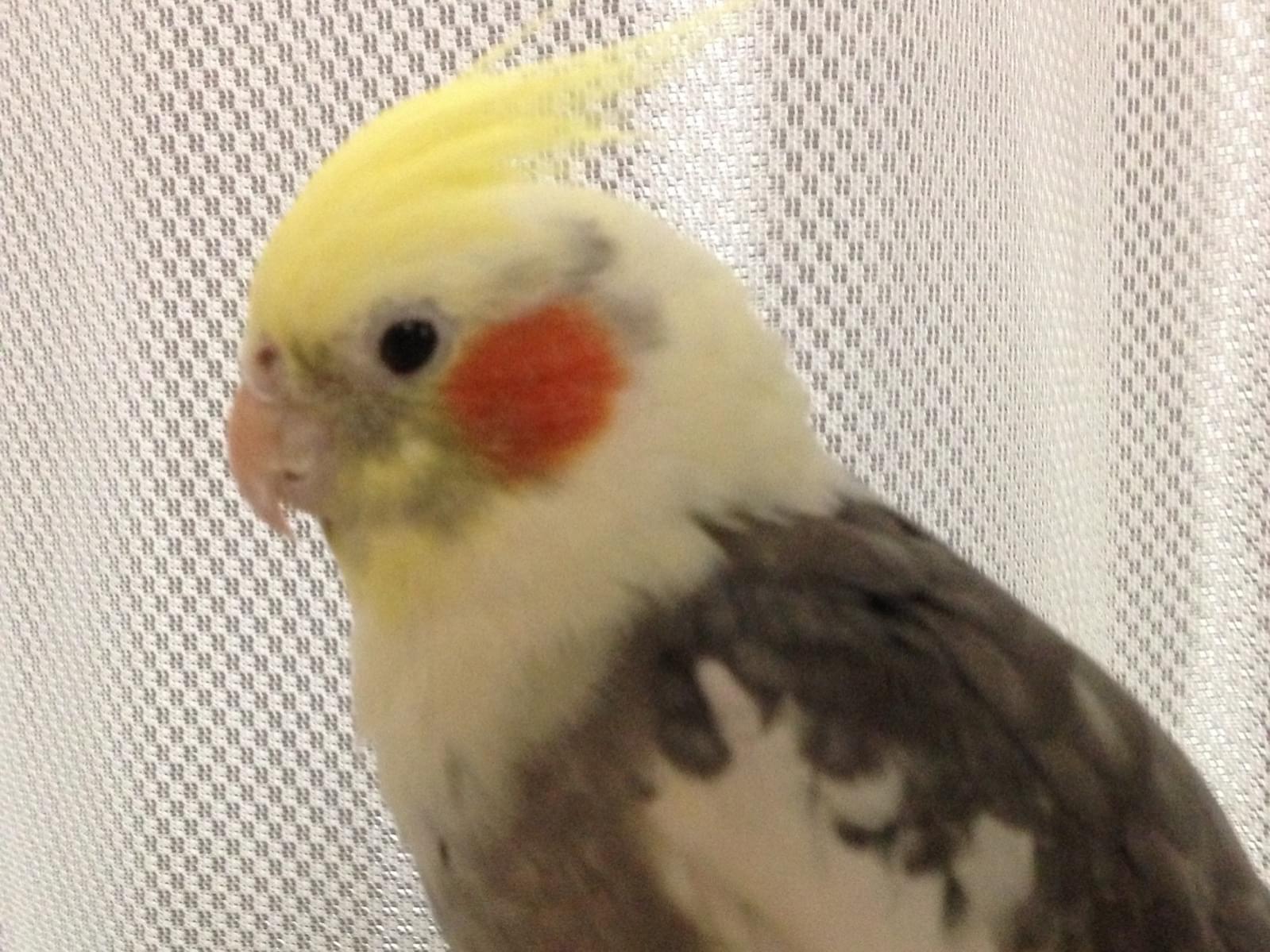 福ちゃん 福ちゃん