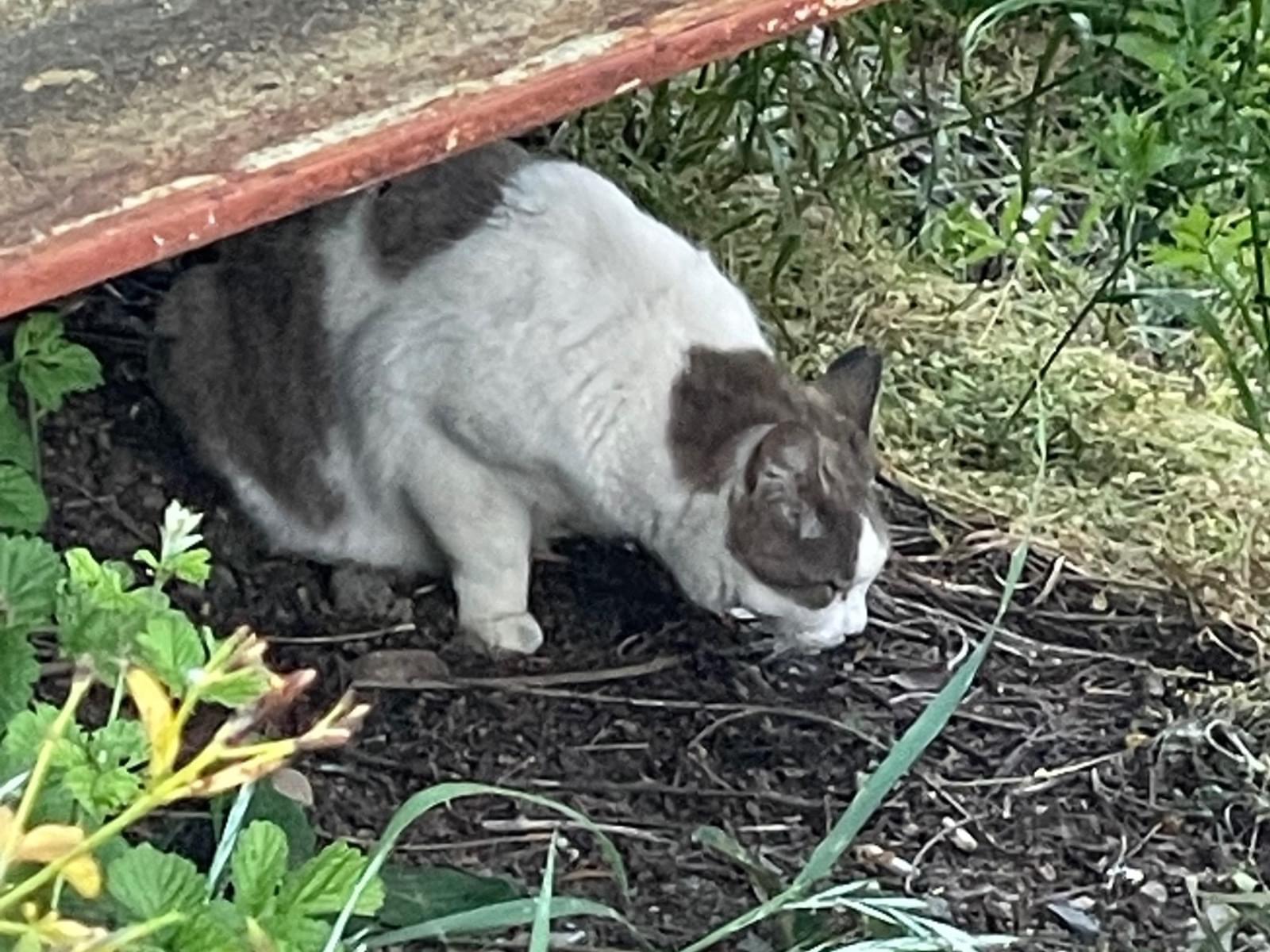 目撃された猫